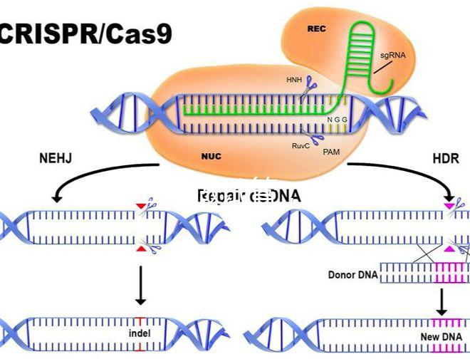 北醫(yī)三院做試管，自然周期鮮胚移植成功率是多少？
