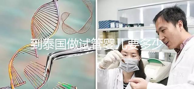 到泰國(guó)做試管嬰兒要多少錢(qián)（到泰國(guó)做試管嬰兒要多少錢(qián)費(fèi)用）