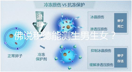 佛說積德能測生男生女？60秒說清楚胎兒性別是否天注定