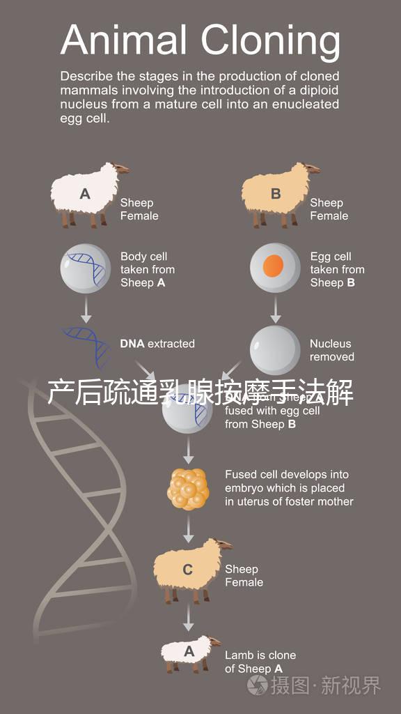 產(chǎn)后疏通乳腺按摩手法解密，不用吸奶器輕松搞定堵奶、奶結(jié)