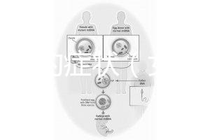 不孕癥的癥狀（女性不孕不育十大特征）