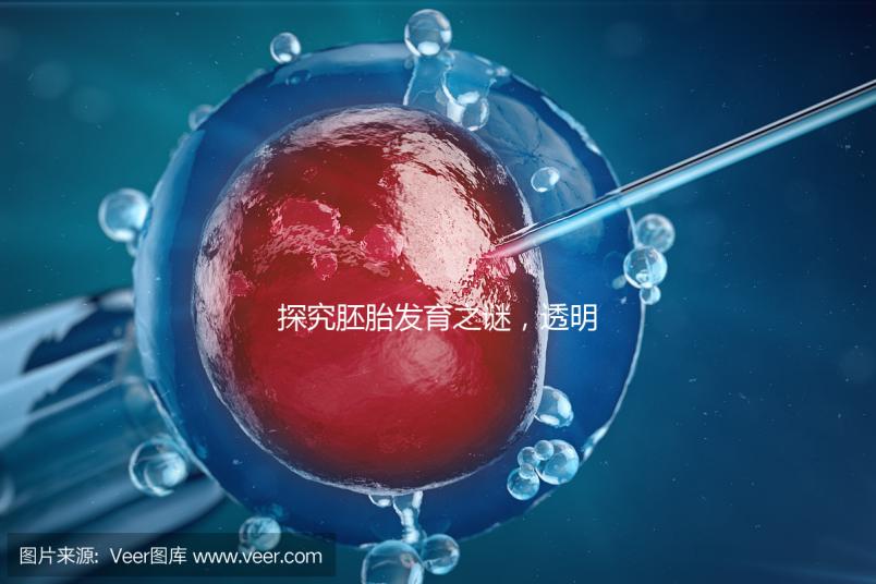 探究胚胎發育之謎，透明帶出現和消失時間有規律