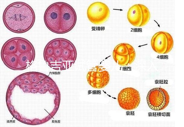 格魯吉亞試管嬰兒：深入了解優勢與適用人群！