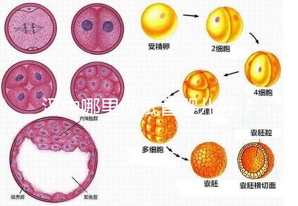 漢中哪里做試管嬰兒好？西京or唐都醫院是首選