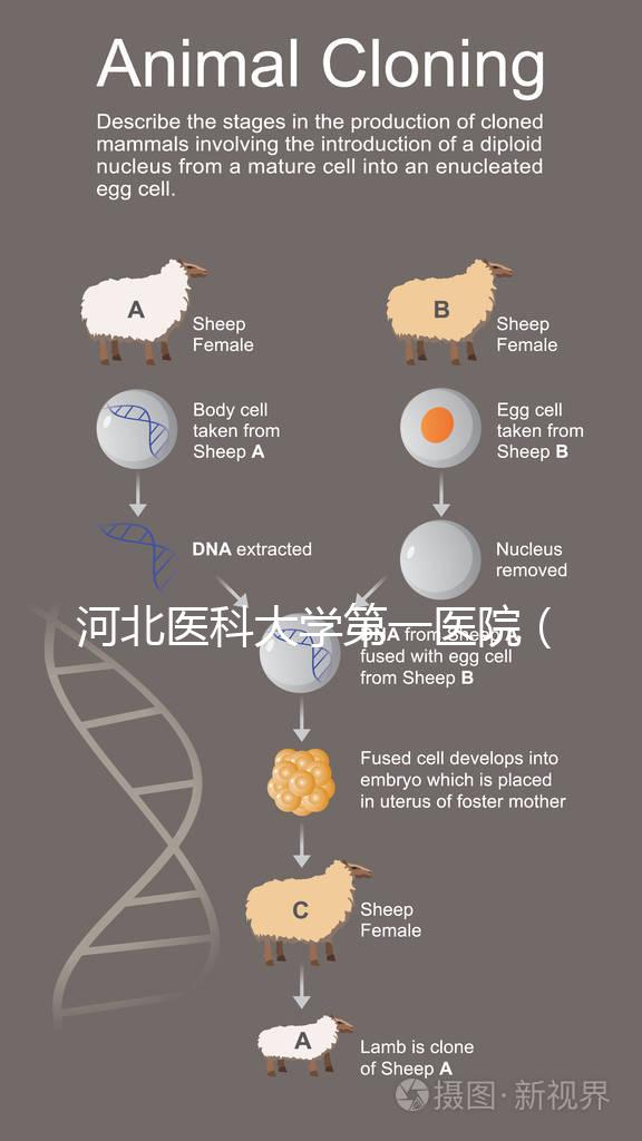 河北醫(yī)科大學第一醫(yī)院(河北醫(yī)科大學第一醫(yī)院擅長什么)