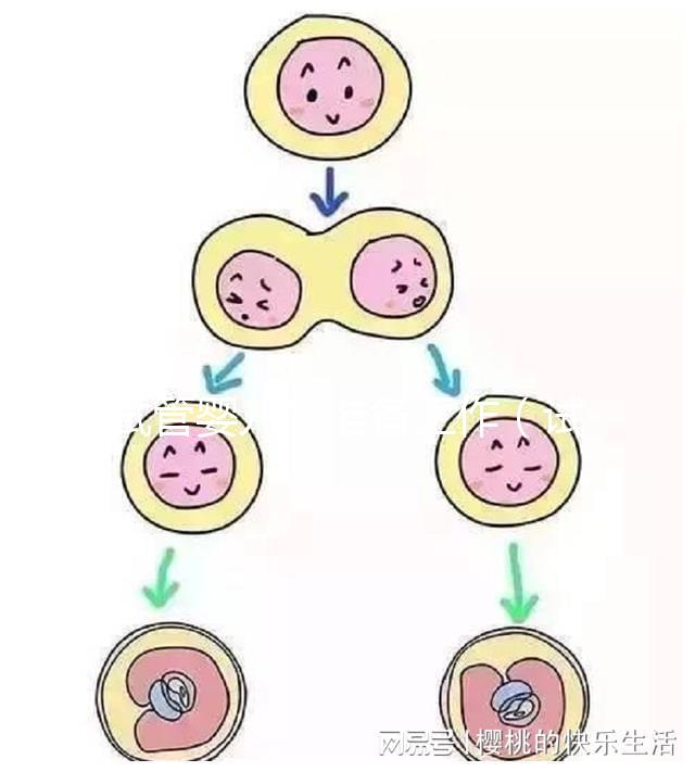 試管嬰兒的準(zhǔn)備工作(試管嬰兒的準(zhǔn)備工作有哪些)